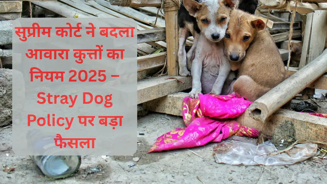 सुप्रीम कोर्ट ने बदला आवारा कुत्तों का फैसला — क्या यह मानवीय और विज्ञान संग मेल खाता है?